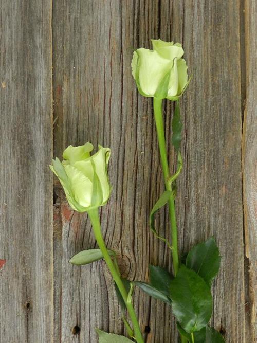 JADE  GREEN ROSES